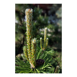 New pine buds poster