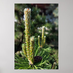 New pine buds poster