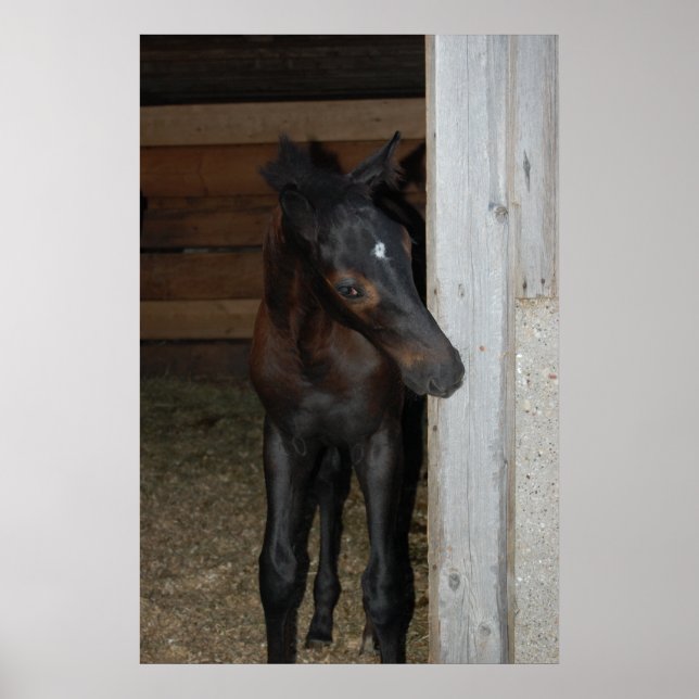 New Pony/Horse Poster (Front)