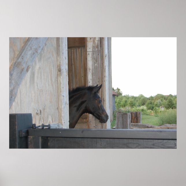 New Pony/Horse Poster (Front)