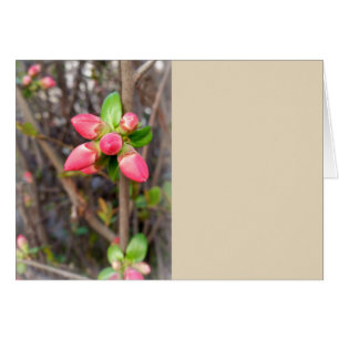 new red buds