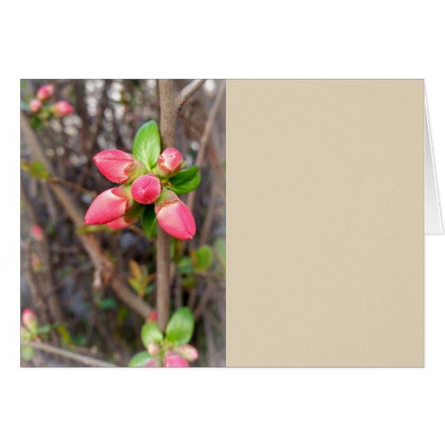 new red buds (Front Horizontal)