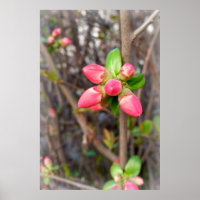 new red buds