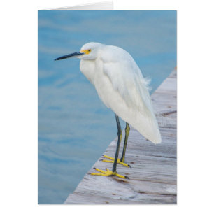 New Smyrna Beach, Snowy Egret on dock