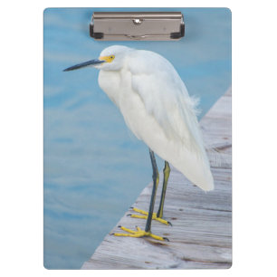 New Smyrna Beach, Snowy Egret on dock Clipboard