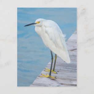 New Smyrna Beach, Snowy Egret on dock Postcard