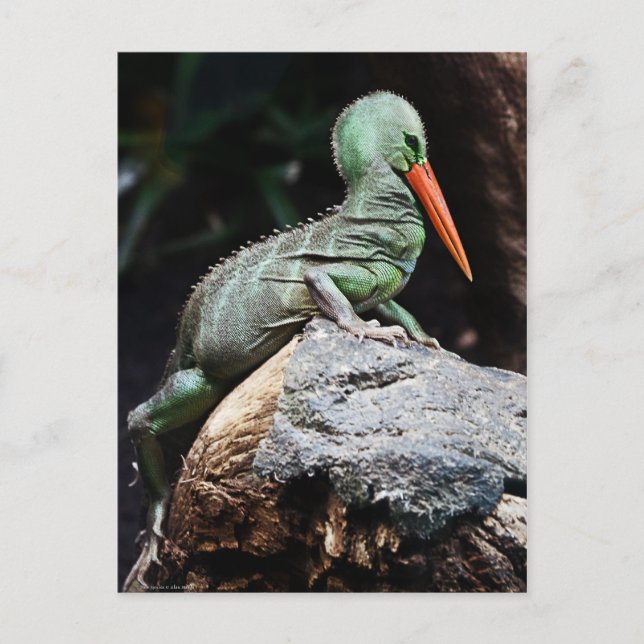 New Species Postcard (Front)