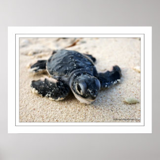 New Turtle Poster