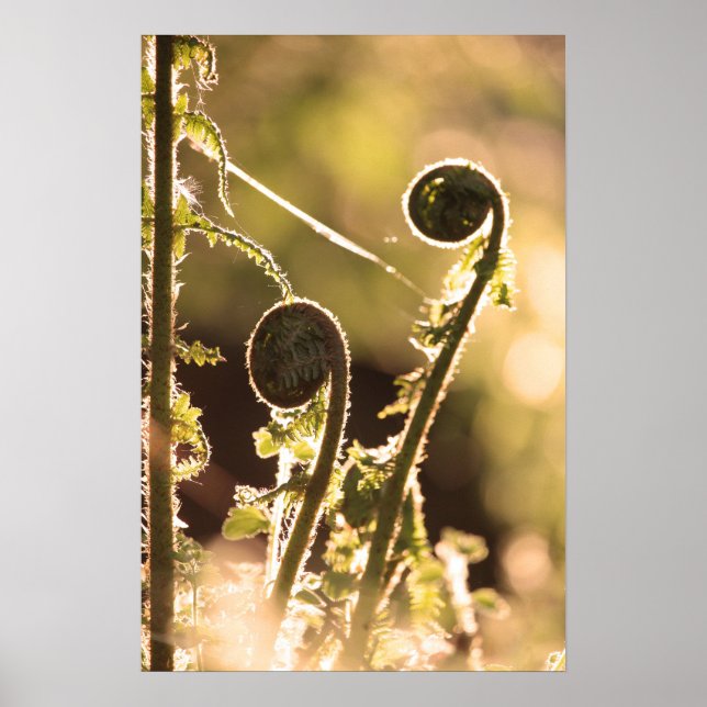 New unfurling bracken fronds in spring poster (Front)