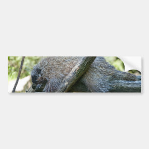 New World Porcupine Bumper Sticker