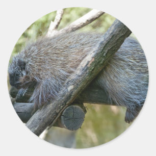 New World Porcupine Classic Round Sticker