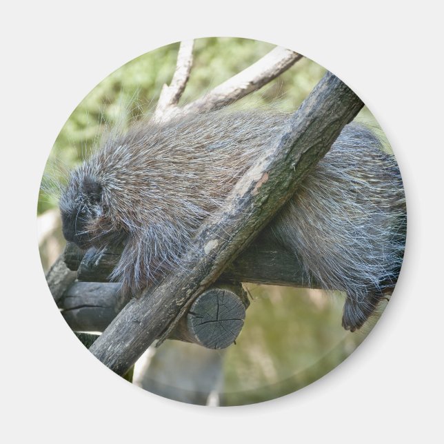 New World Porcupine Magnet (Front)