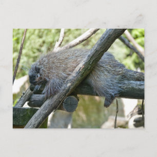New World Porcupine Postcard