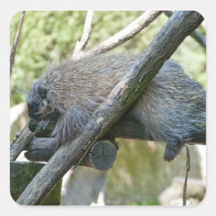 New World Porcupine Square Sticker
