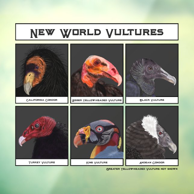 New World Vultures Illustration (Sheet 3)