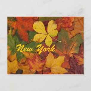 New York Autumn Leaves Postcard