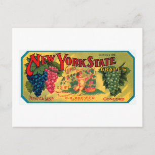 New York State Grapes Postcard