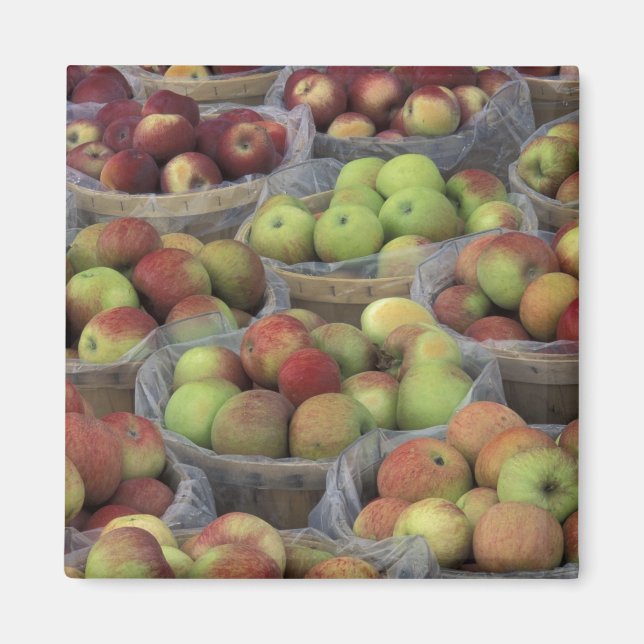 New York State Macintosh apples in baskets Magnet (Front)