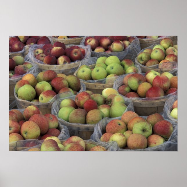New York State Macintosh apples in baskets Poster (Front)