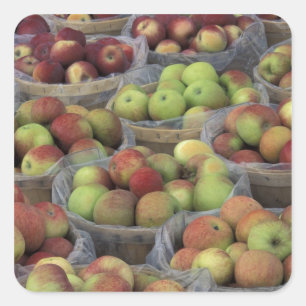 New York State Macintosh apples in baskets Square Sticker
