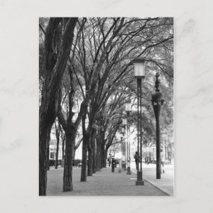 New York Tree Lined Walk Postcard