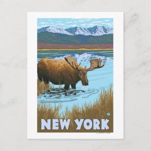 New YorkMoose Drinking in Lake Postcard