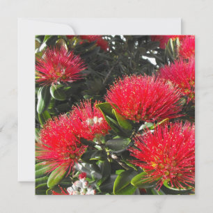 New Zealand Blooming Pohutukawa Christmas Cards