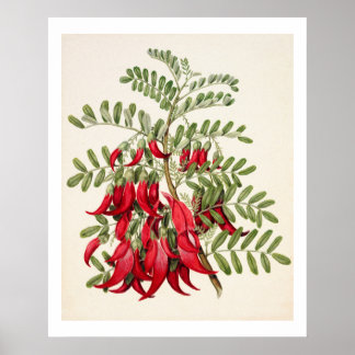 New Zealand Clianthus Puniceus Red Kowhai Flower Poster