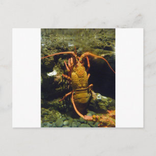 New Zealand Crayfish Postcard