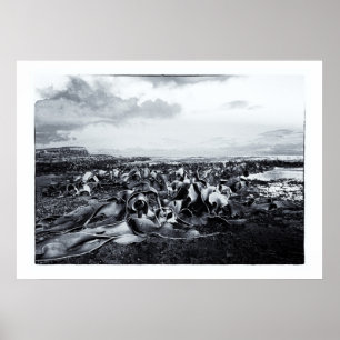 New Zealand, Curio Bay & The Catlins Coast Poster