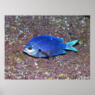 New Zealand Demoiselle Poster