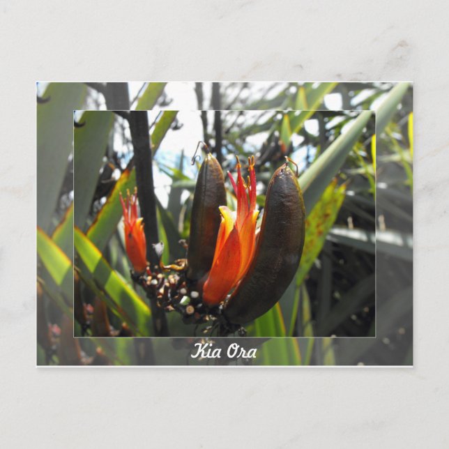 New Zealand Flax Blossoms Postcard (Front)