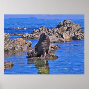 New Zealand Fur Seal II Poster