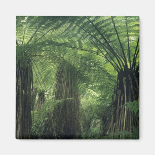 New Zealand, Haast Valley, Westland, Soft Tree Magnet