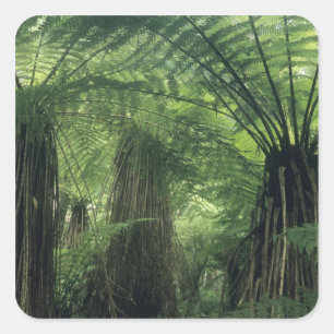 New Zealand, Haast Valley, Westland, Soft Tree Square Sticker
