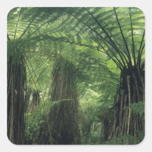 New Zealand, Haast Valley, Westland, Soft Tree Square Sticker