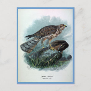 New Zealand Harrier Vintage Bird Illustration Postcard