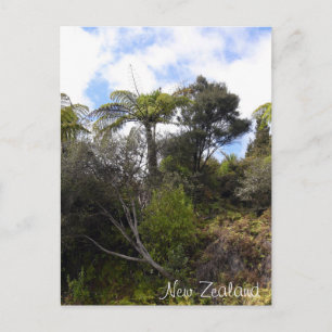 New Zealand jungle, Fern Trees, native forest Postcard