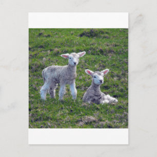 New Zealand Lambs Postcard