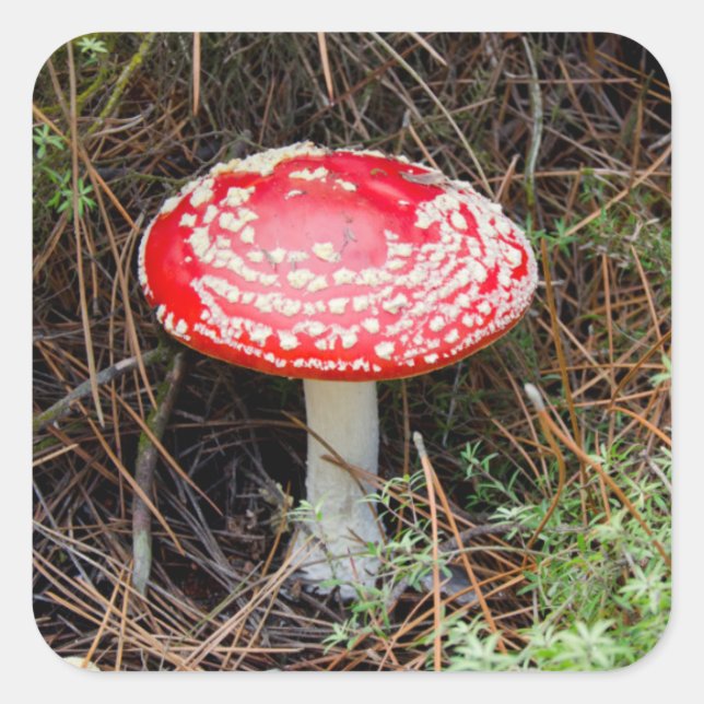 New Zealand, Rotorua, Taupo Volcanic Zone Square Sticker (Front)