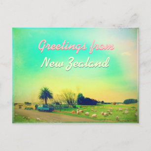 New Zealand sheep farms Postcard