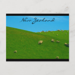 new zealand sheep postcard