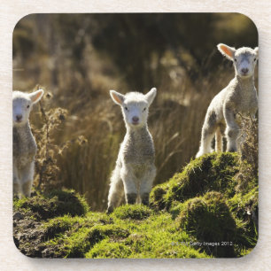 New Zealand, South Island, Fiordland National Coaster