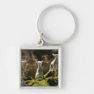 New Zealand, South Island, Fiordland National Key Ring
