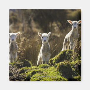 New Zealand, South Island, Fiordland National Magnet