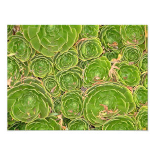 New Zealand, South Island. Succulent. Photo Print