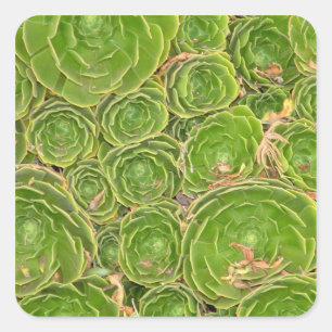 New Zealand, South Island. Succulent. Square Sticker