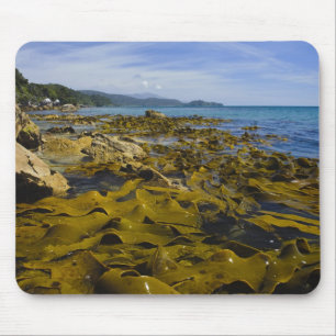 New Zealand, Southland, Stewart Island. Kelp Mouse Pad