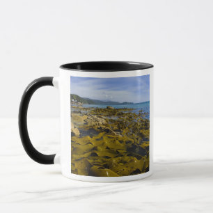 New Zealand, Southland, Stewart Island. Kelp Mug