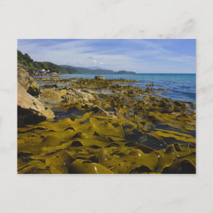 New Zealand, Southland, Stewart Island. Kelp Postcard